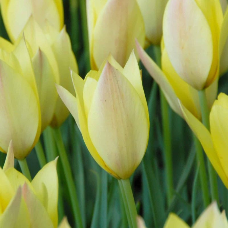 Løgbutikken Tulipan 'Honky Tonk' Tulipaner Botaniske