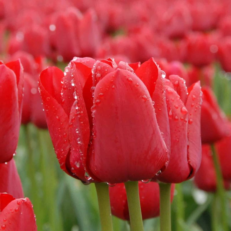 Løgbutikken Tulipan 'Ile de France' Tulipaner Enkel Sen