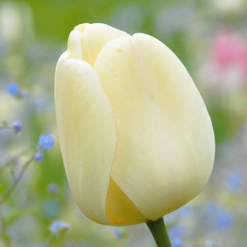 Løgbutikken Tulipan 'Ivory Floradale' Tulipaner Darwin