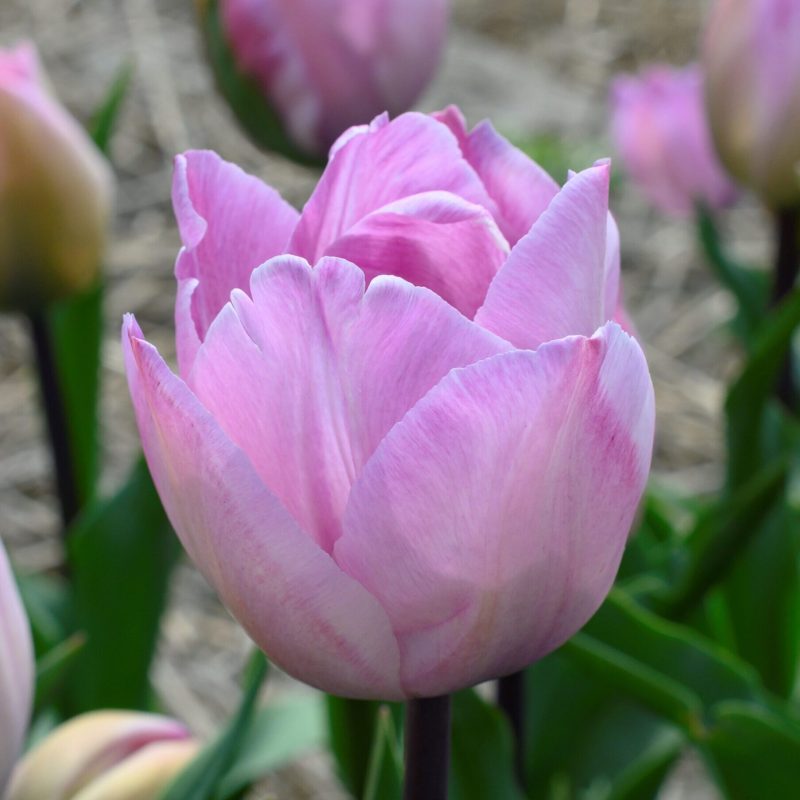 Løgbutikken Tulipan 'Jacuzzi' Tulipaner Triumph