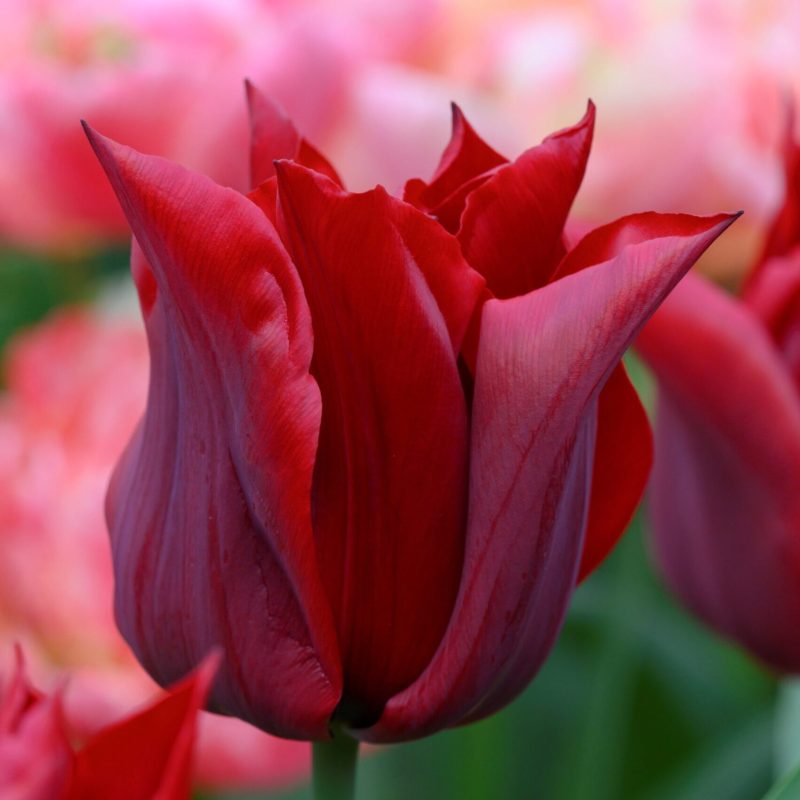 Løgbutikken Tulipan 'Lasting Love' Tulipaner Liljeblomstrende