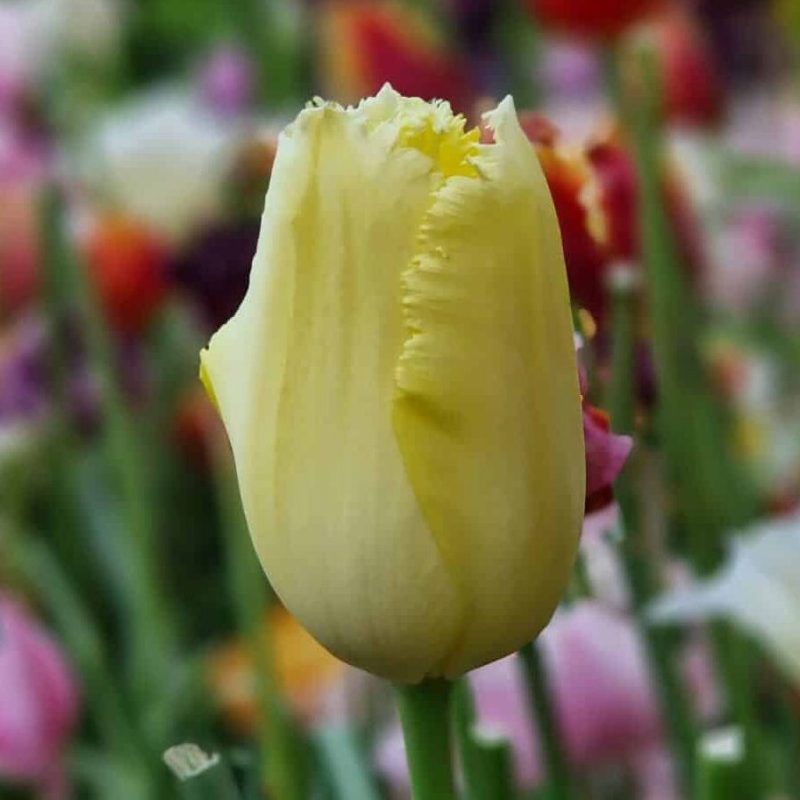 Løgbutikken Tulipan 'Maja' Tulipaner Frynsede