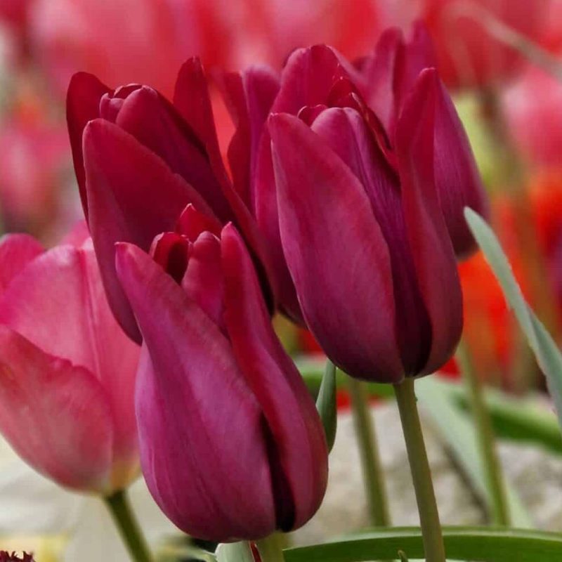 Løgbutikken Tulipan 'Merlot' Tulipaner Liljeblomstrende