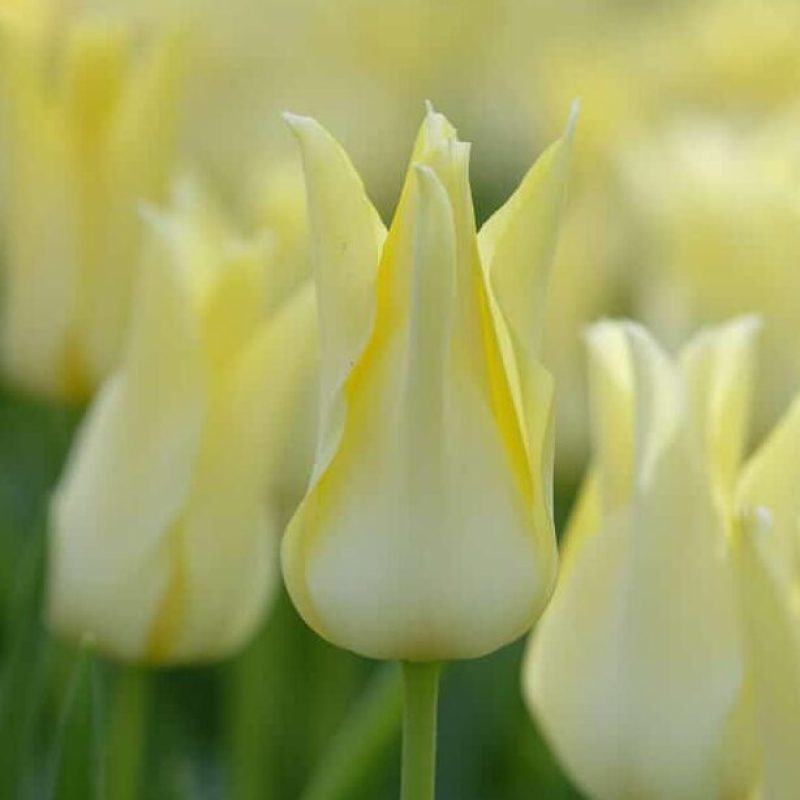 Liljebloms. Tulipaner