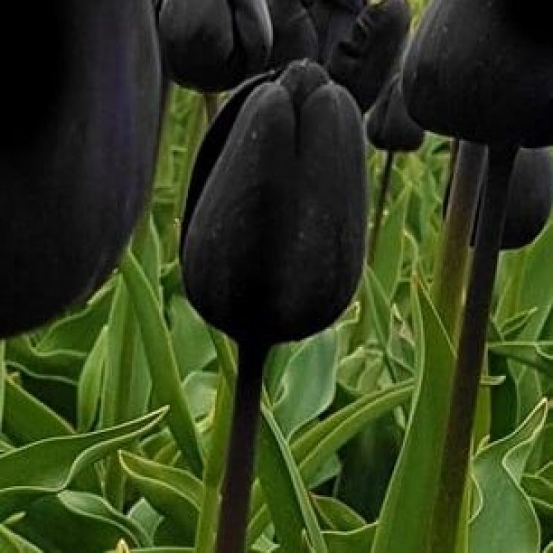 Løgbutikken Tulipan 'Nightmare' Tulipaner Enkelt Sen