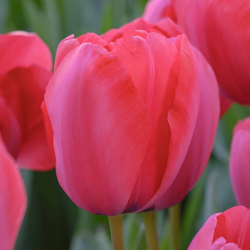 Løgbutikken Tulipan 'Niigata' Tulipaner 'Darwin