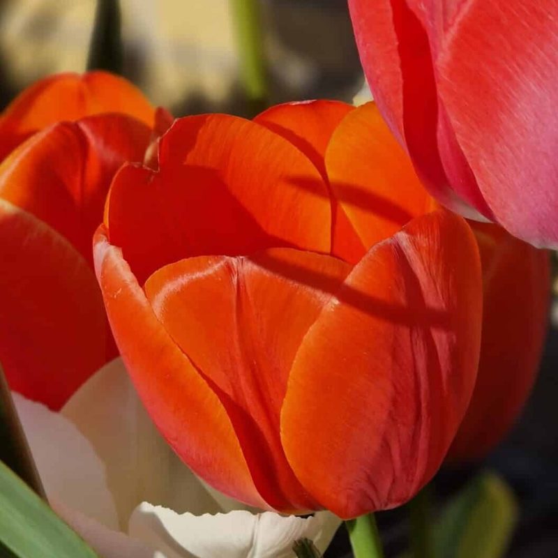 Løgbutikken Tulipan 'Orange Juice' Tulipaner Triumph