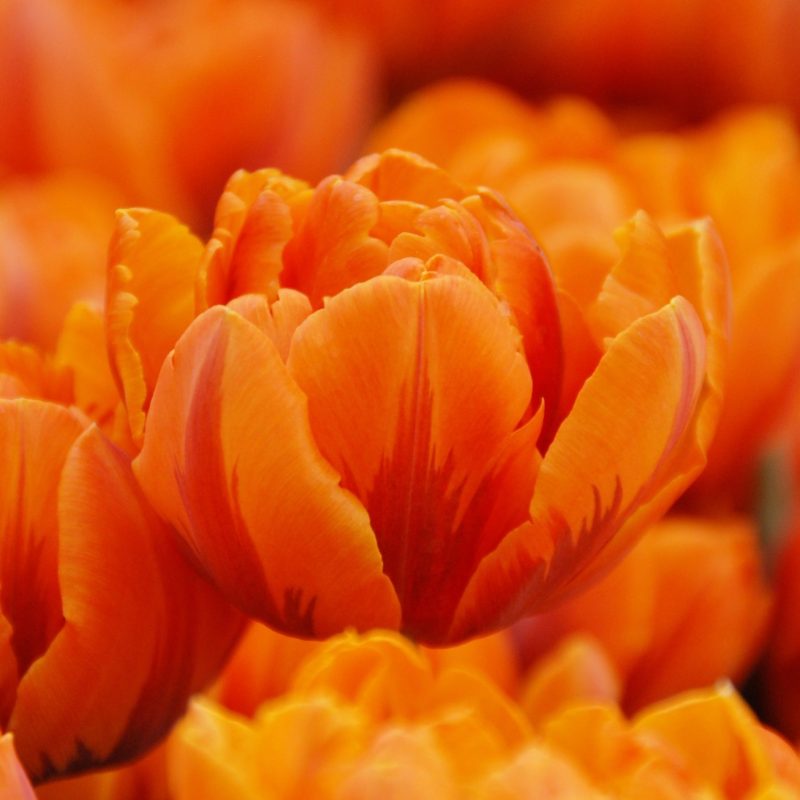 Løgbutikken Tulipan 'Orange Princess' Tulipaner Dobbelt Sen