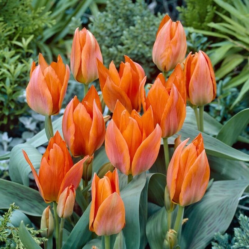 Tulipa Orange Toronto
