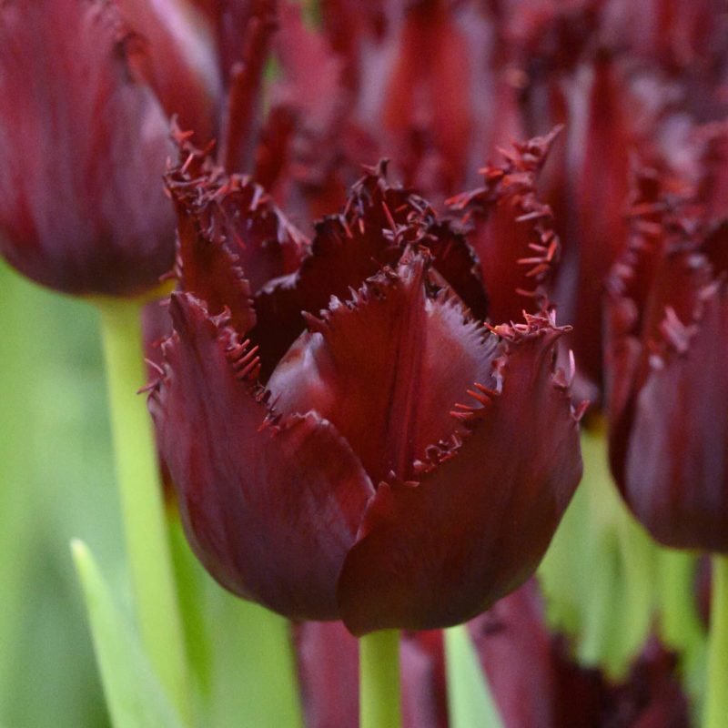 Løgbutikken Tulipan 'Pacific Pearl' Tulipaner Frynsede