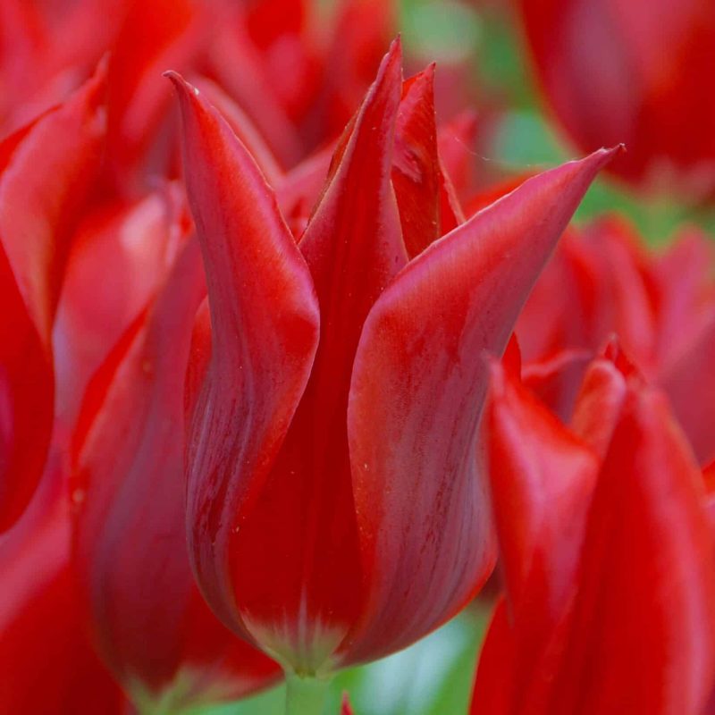 Løgbutikken Tulipan 'Pieter de Leur' Tulipaner Liljeblomstrende