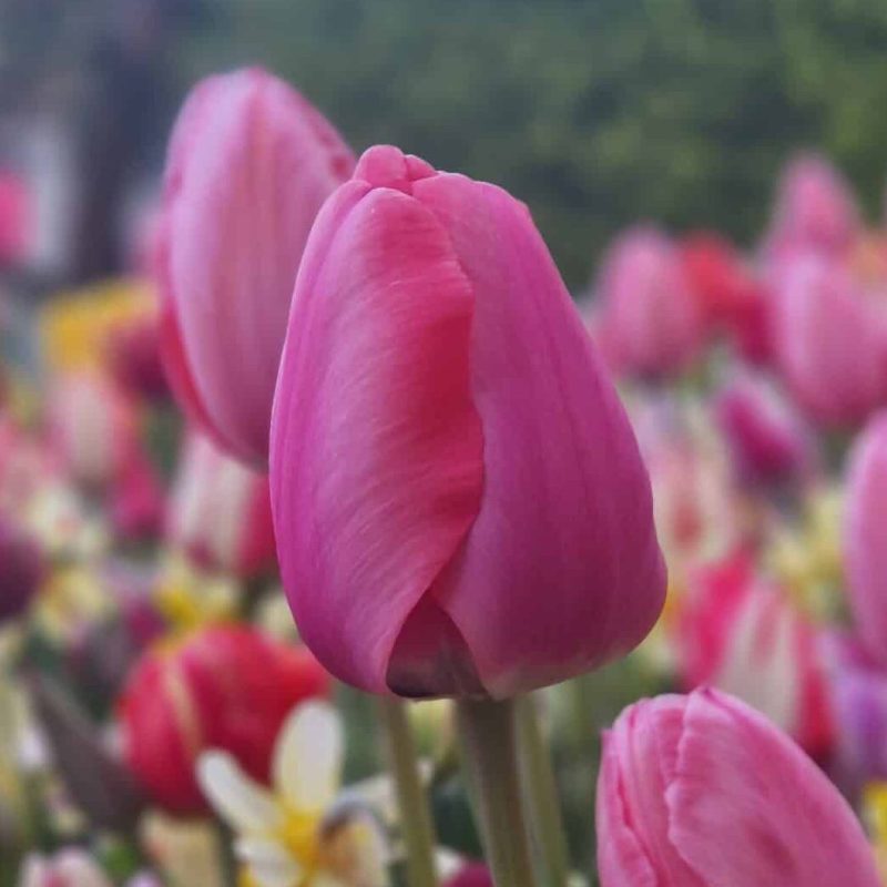 Løgbutikken Tulipan 'Pink Impression' Tulipaner Darwin