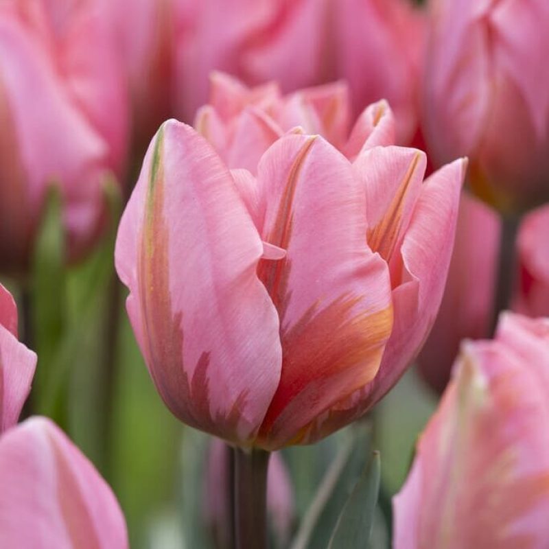 Triumph Tulipaner