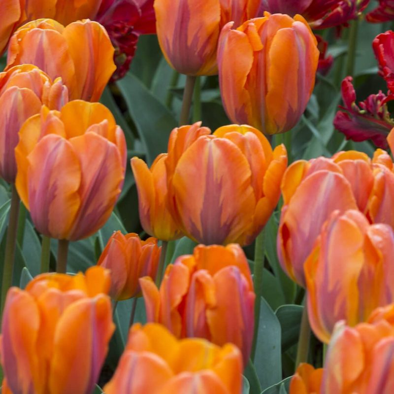 Løgbutikken Tulipan 'Prinses Irene' Tulipaner Triumph
