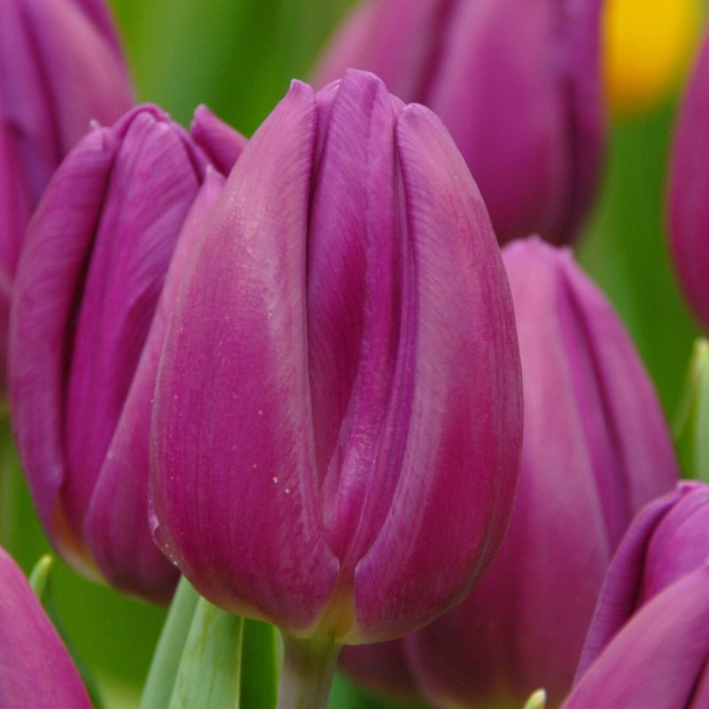 Løgbutikken Tulipan 'Purple Flag' Tulipaner Triumph