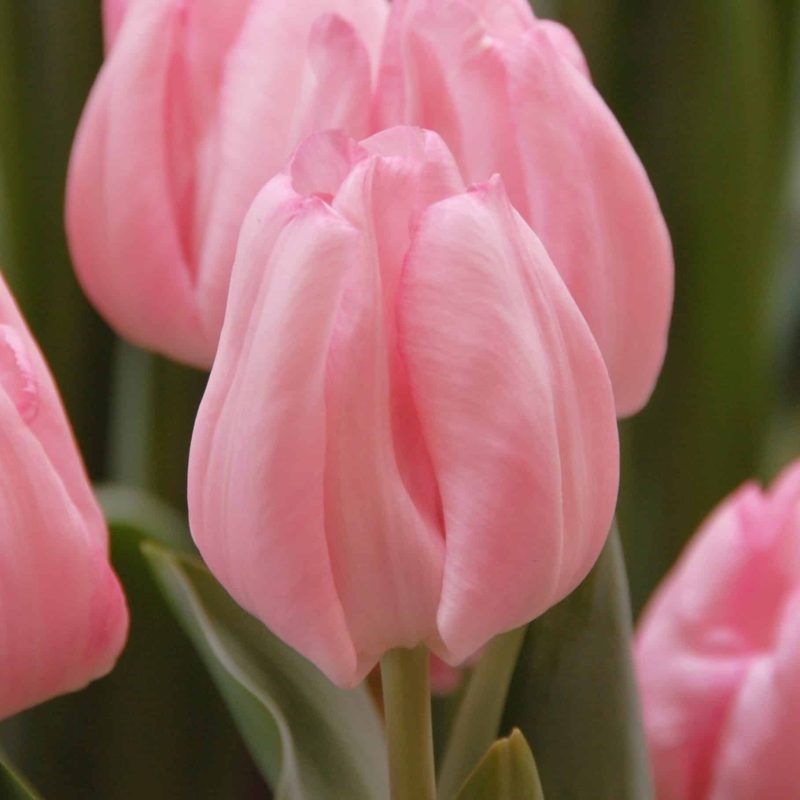 Løgbutikken Tulipan 'Rejoyce' Tulipaner Triumph