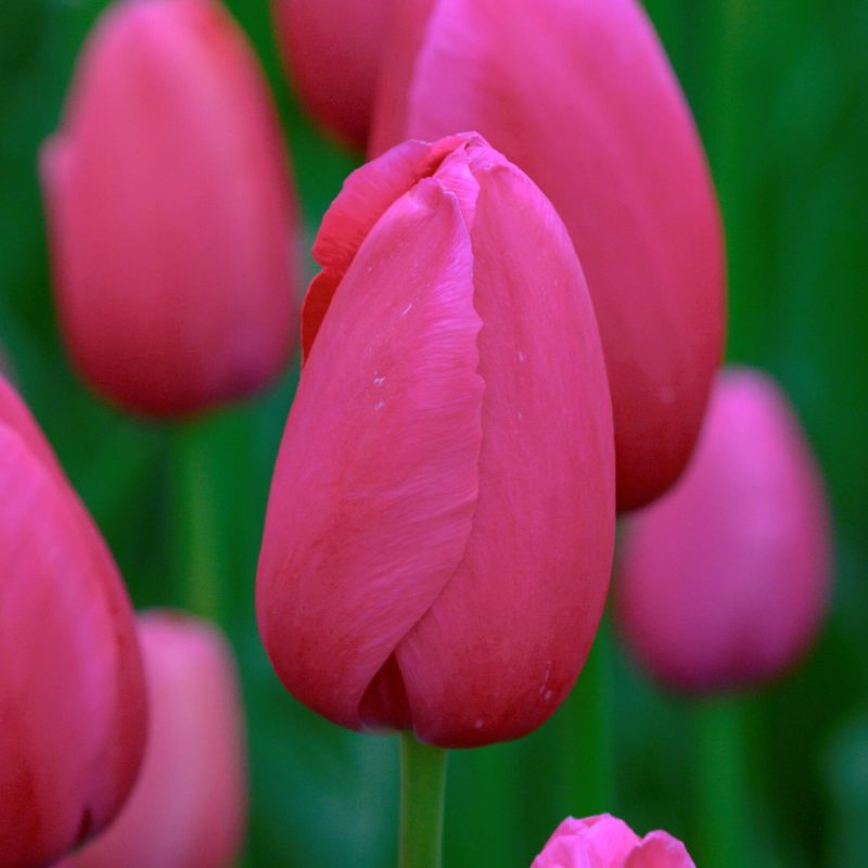 Løgbutikken Tulipan 'Renown' Tulipaner Enkel Sen