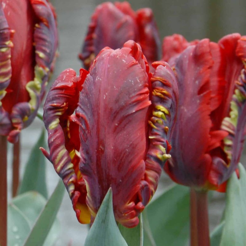 Løgbutikken Tulipan 'Rococo' Tulipaner Papegøje