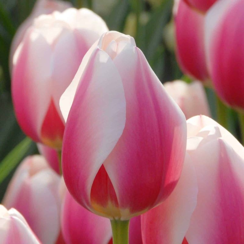 Løgbutikken Tulipan 'Russian Princess' Tulipaner Darwin