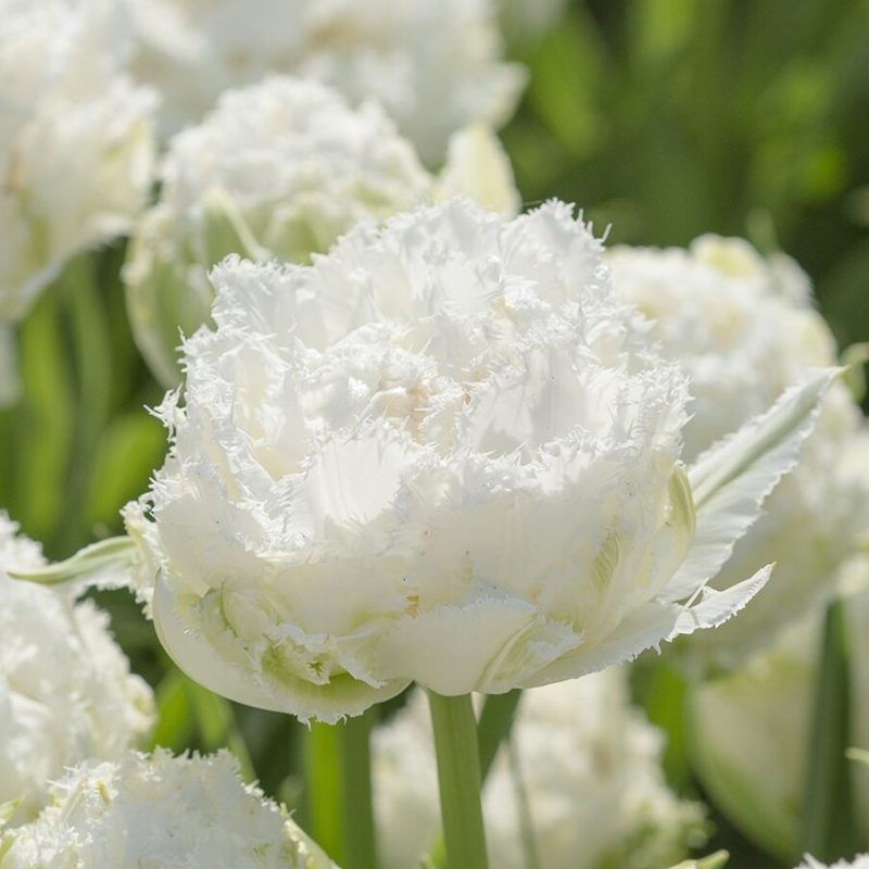 Løgbutikken Tulipan 'Snow Crystal' Tulipaner Frynsede