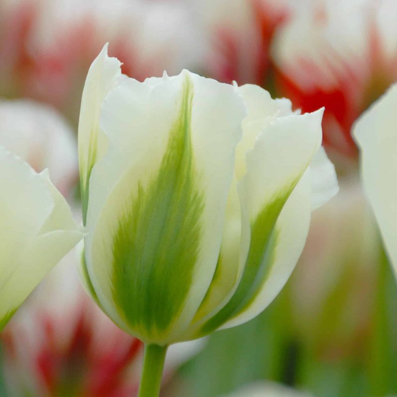 Løgbutikken Tulipan 'Spring Green' Tulipaner Viridiflora