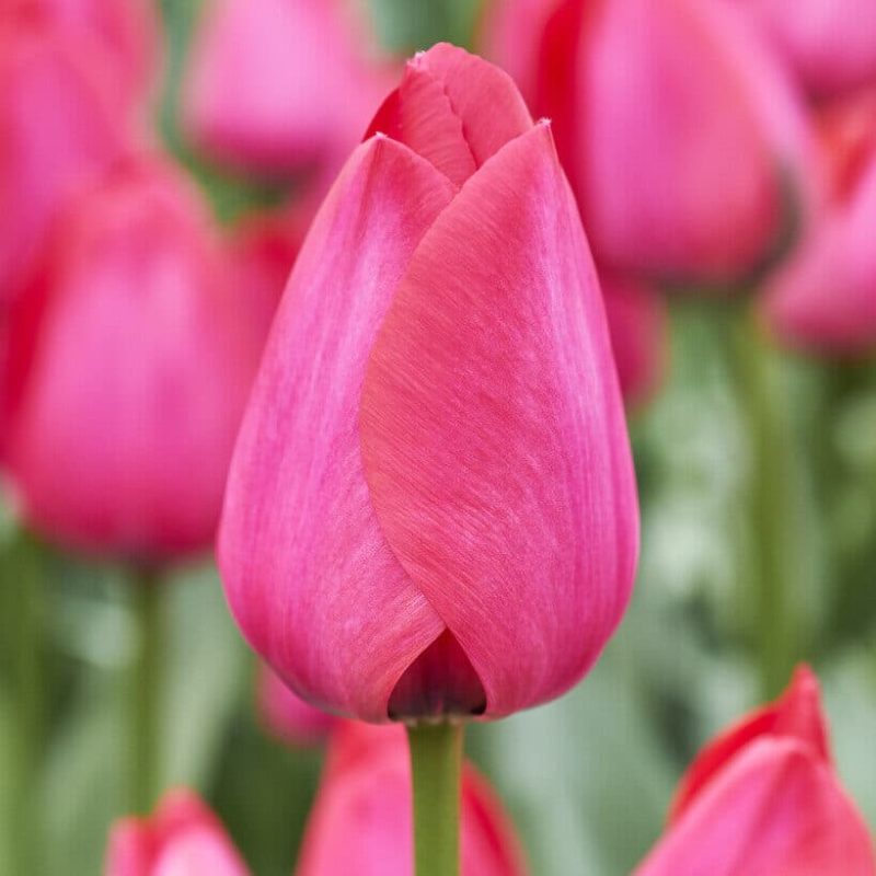 Tulipa Spryng Tide