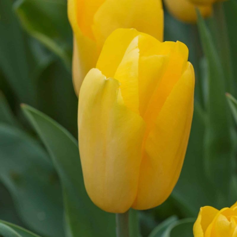 Løgbutikken Tulipan 'Strong Gold' Tulipaner Triumph