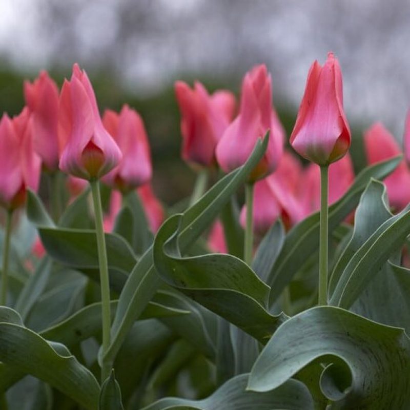 Greigii Tulipaner