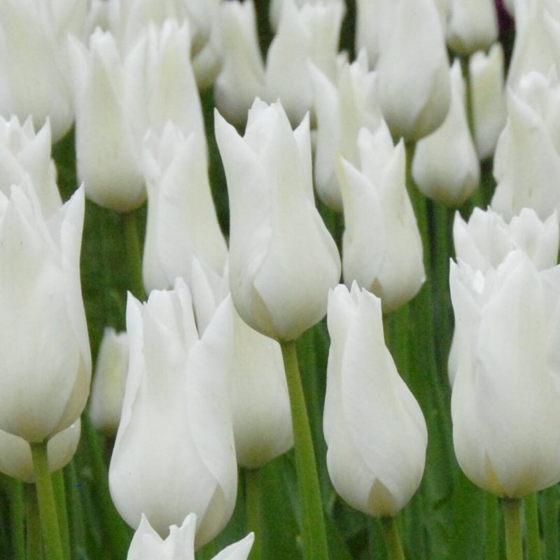 Løgbutikken Tulipan White Triumphator' Tulipaner Liljeblomstrende