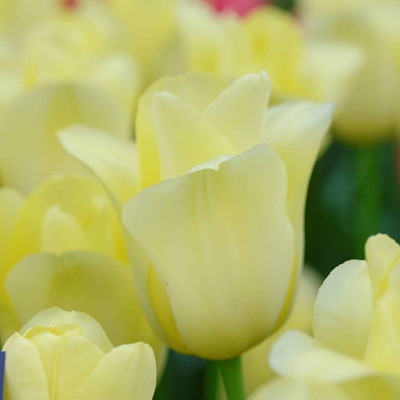 Løgbutikken Tulipan 'World Friendship' Tulipaner Triumph