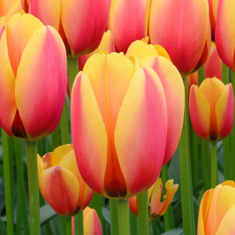 Løgbutikken Tulipan 'World Peace' Tulipaner Darwin