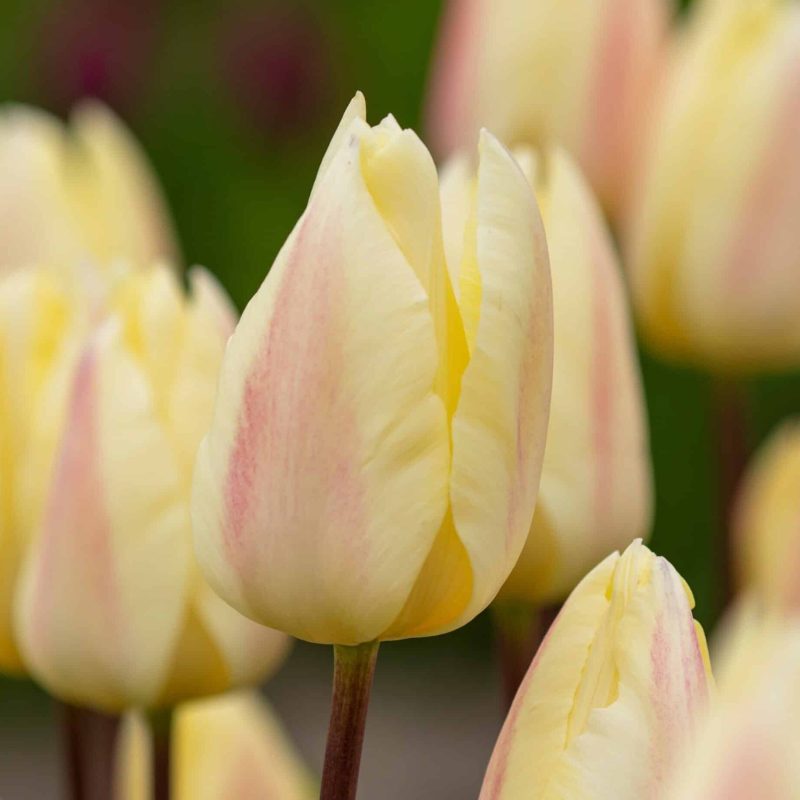 Løgbutikken Tulipan 'Yellow Surprise' Tulipaner Triumph