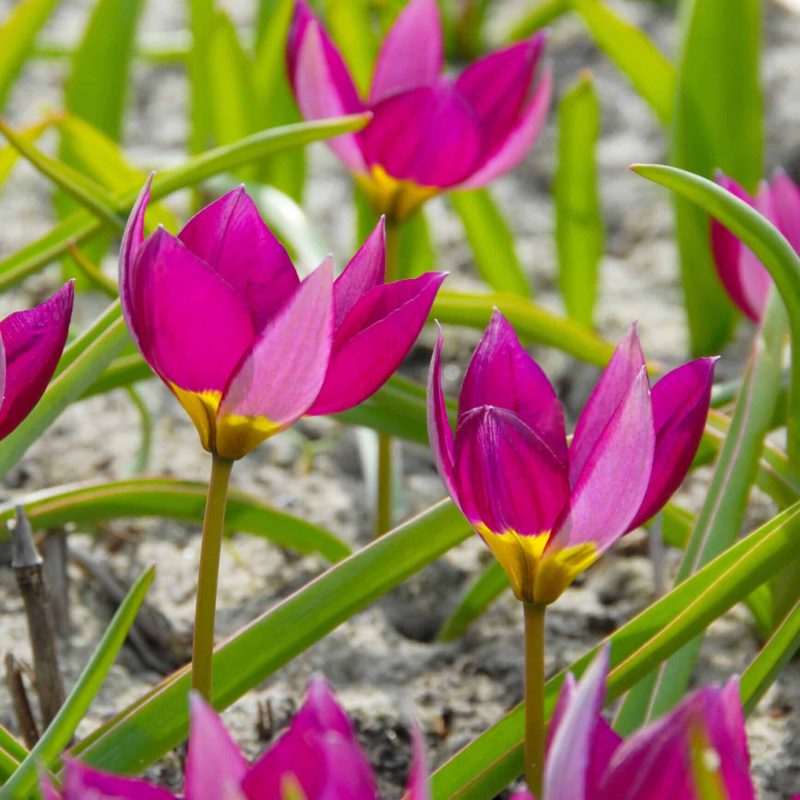 Løgbutikken Tulipan humilis 'Persian Pearl' Tulipaner Botaniske