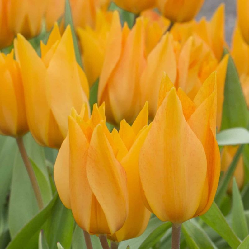 Løgbutikken Tulipan praestans 'Shogun' Tulipaner Botanisk