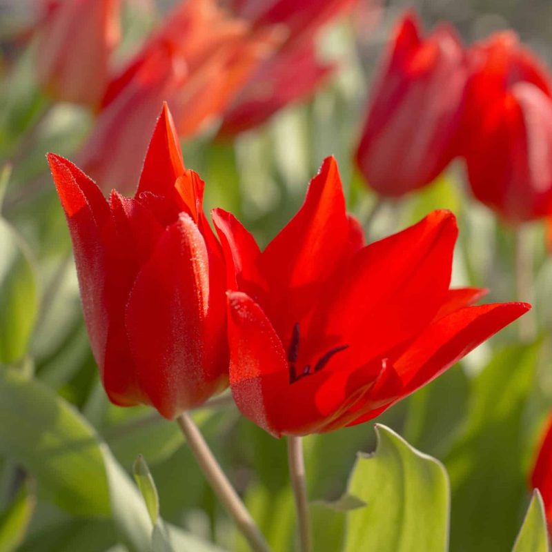 Løgbutikken Tulipan praestens 'Zwanenburg' Tulipaner Botaniske