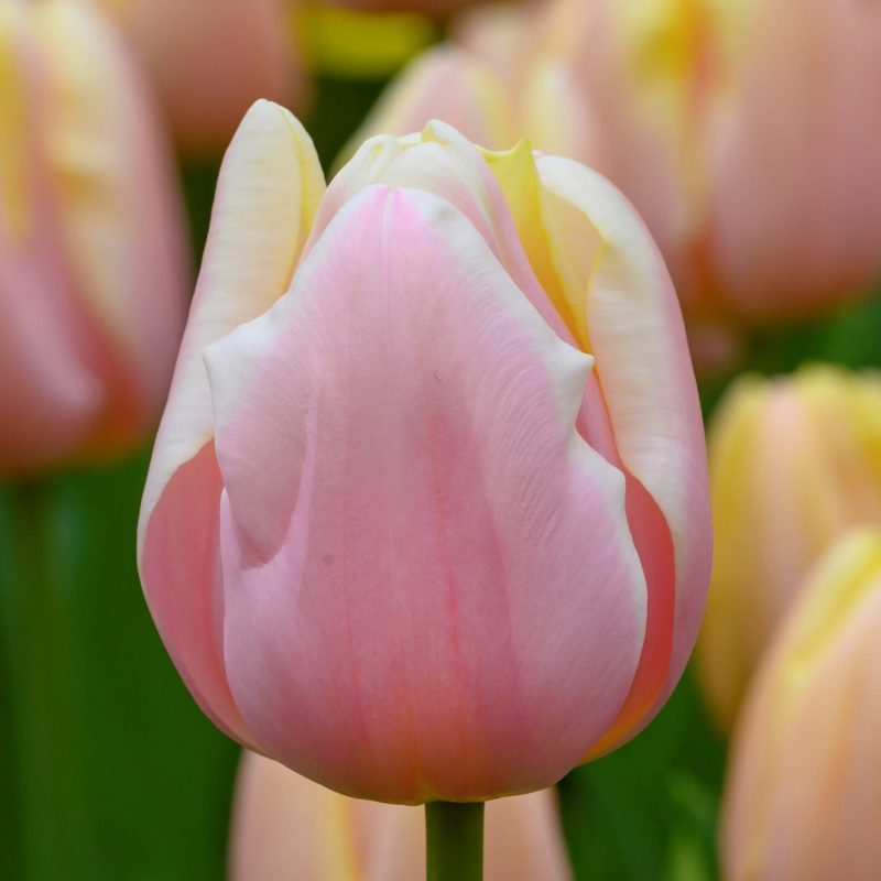 Løgbutikken Tulipann 'Mango Charm' Tulipaner Triumph