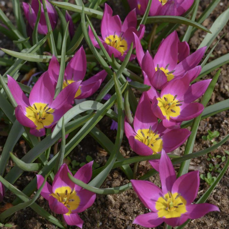 Løgbutikken Tulopan 'Odalisque' Tulipaner Botanisk