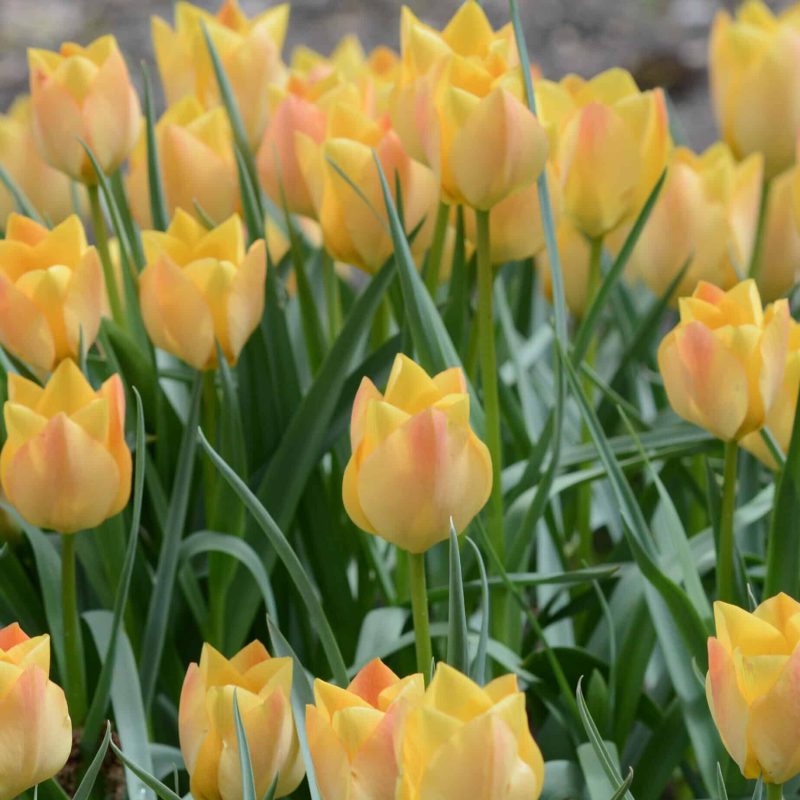 Løgbutikken batalinii 'Bright Gem' Tulipaner Botanisk