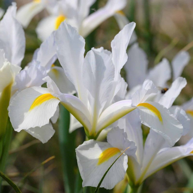 Løgbutikken hollandica 'White van Vliet' Iris