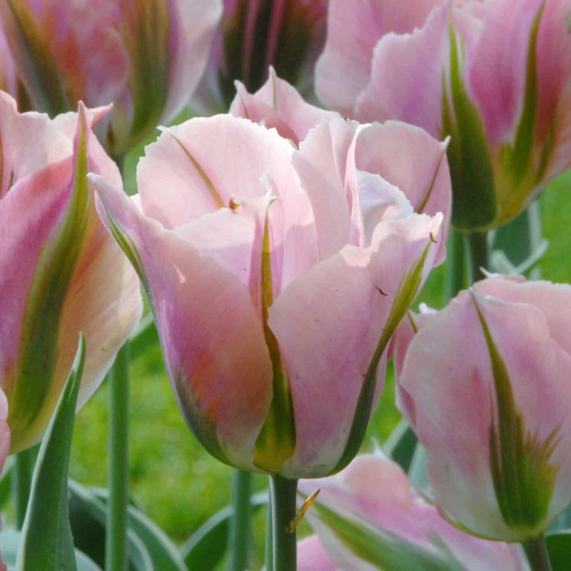 Løgbutikken -tulipan 'China Town' Tulipaner Viridiflora