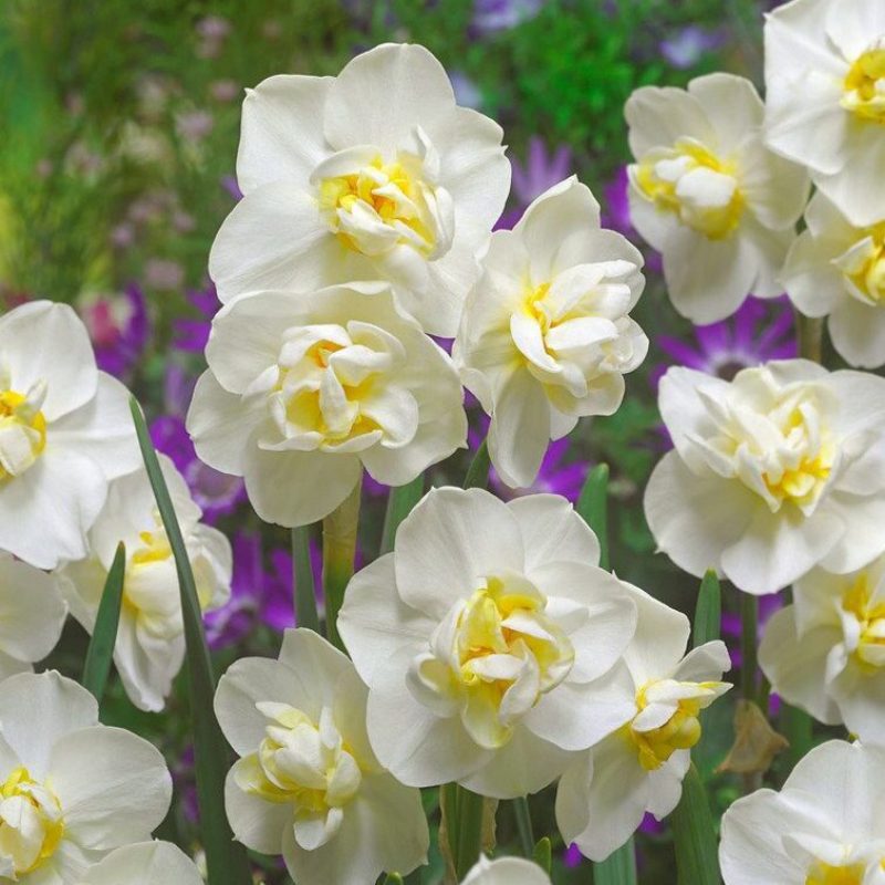 Narcissus 'White Cheerfulness'
