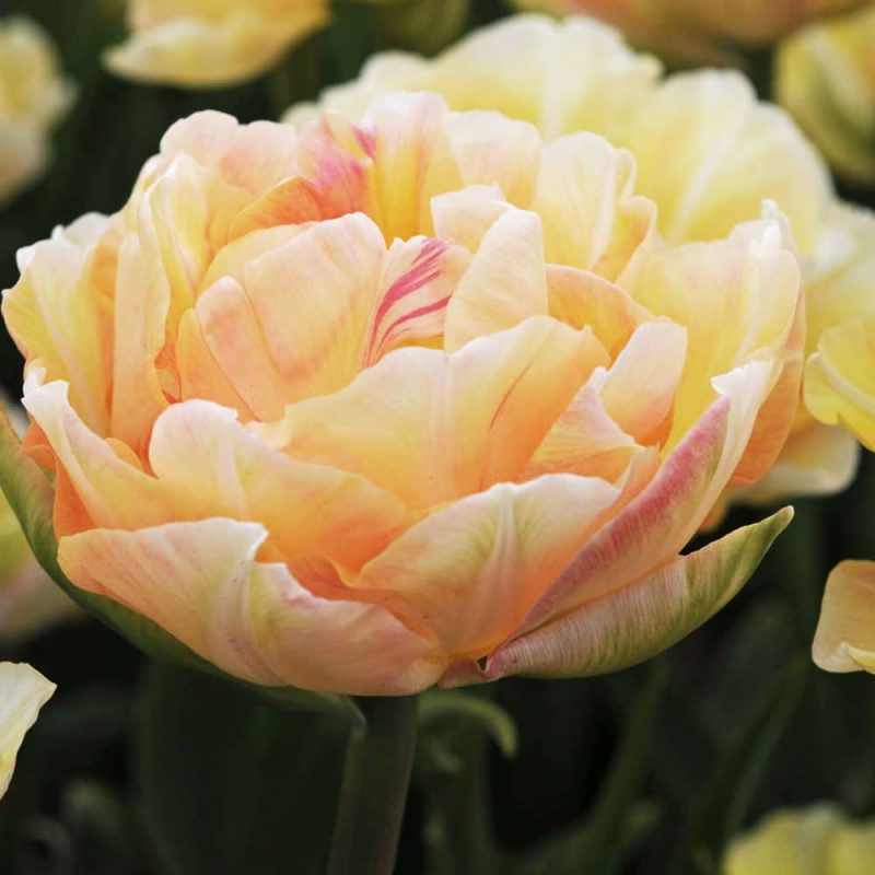 Tulipan 'Charming Lady' Dobbelte sen blomstrende