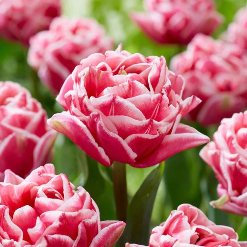 Tulipan 'Lets Dance' Sen dobbelt Blomstrende