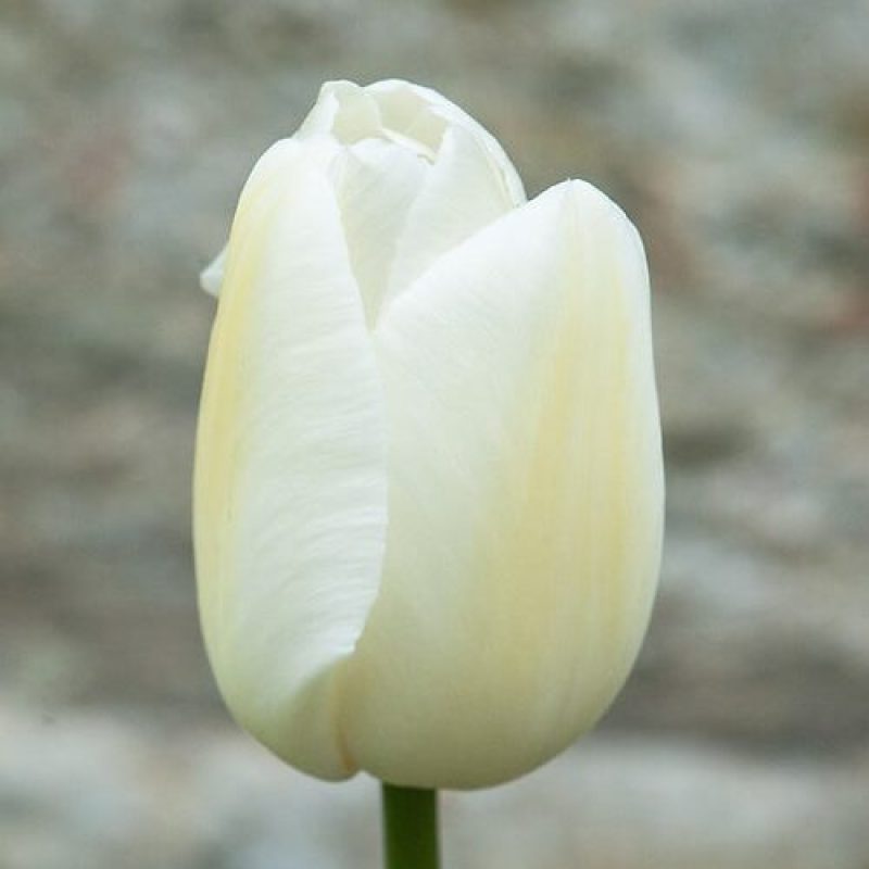 Tulip 'Maureen', late April. A creamy white Single Late Group tulip.