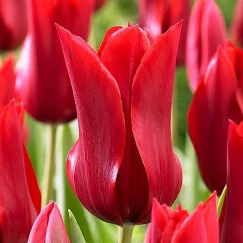 Tulipan 'Pretty Woman' Liljeblomstrende
