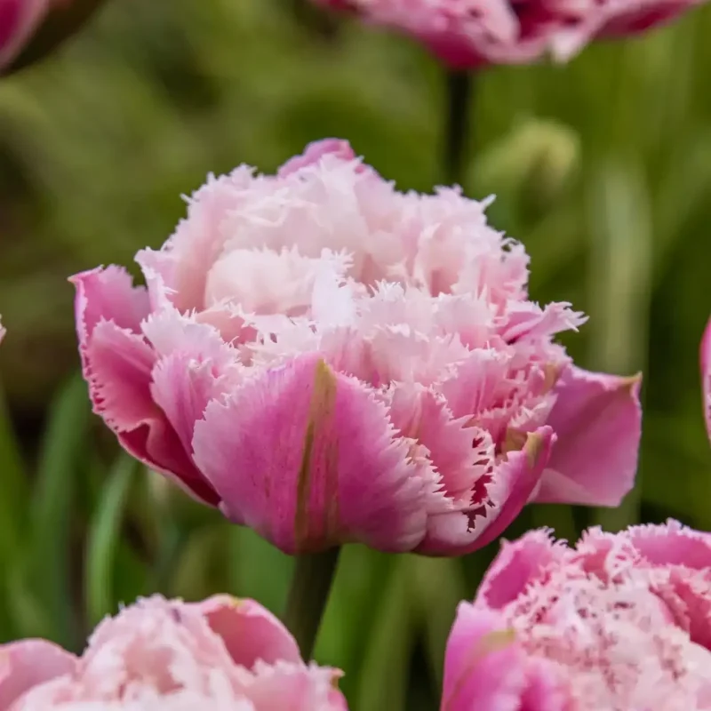Tulipan 'Sugar Crystal' Dobbelt Sen Blomstrende